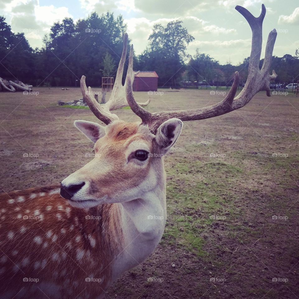 Ooh Deer... 😄