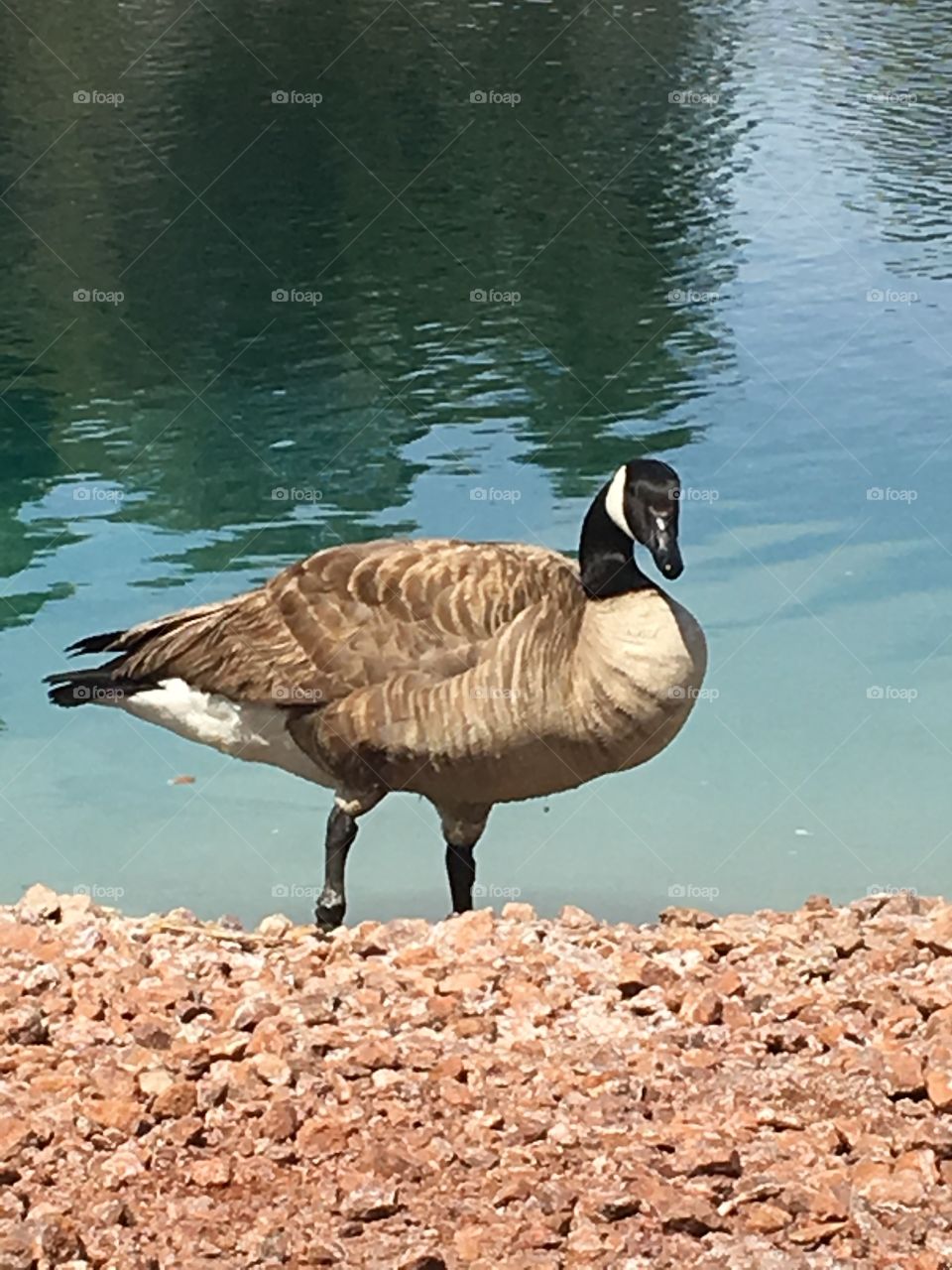 Canada goose