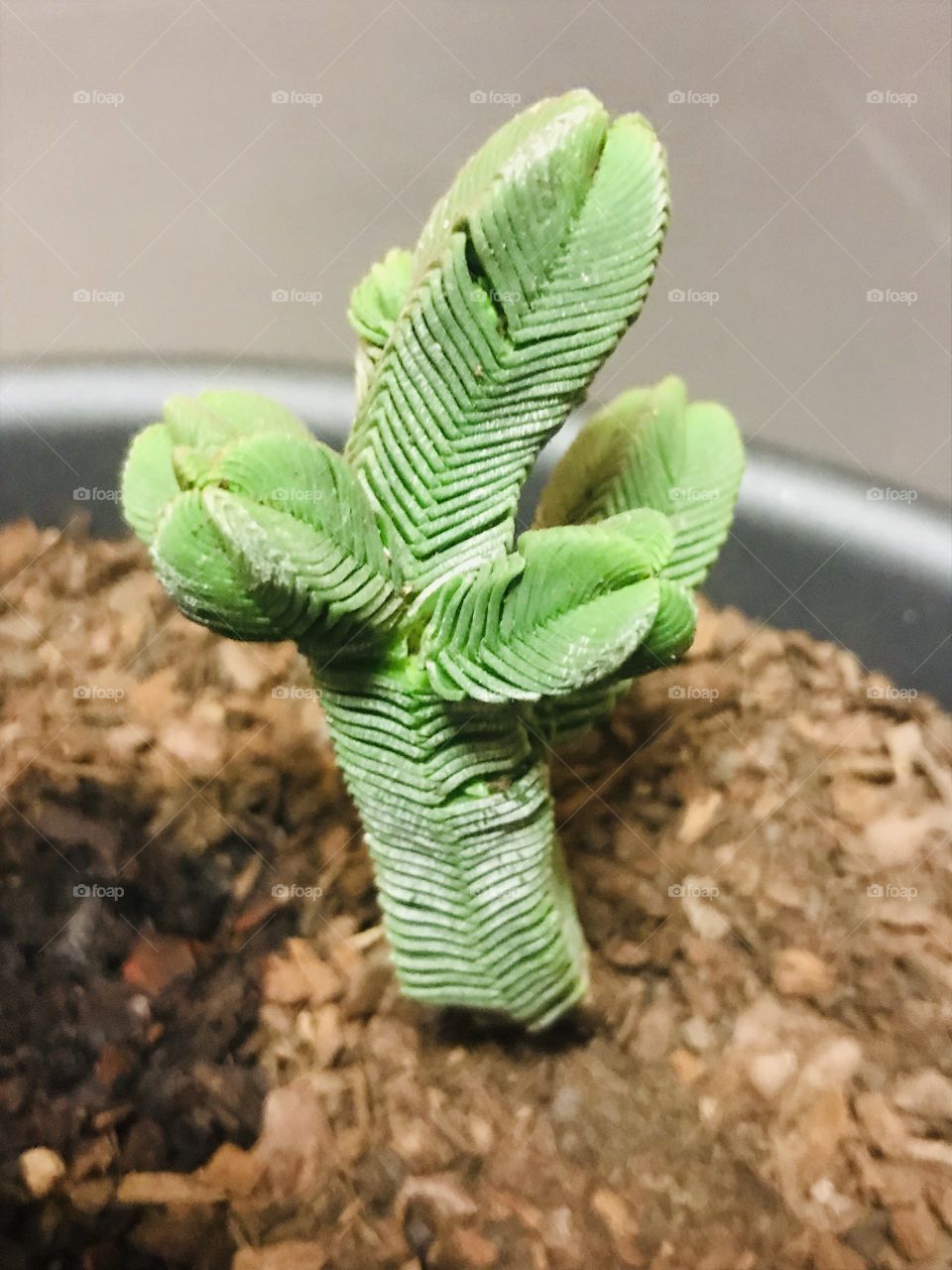 Crassula, succulent 