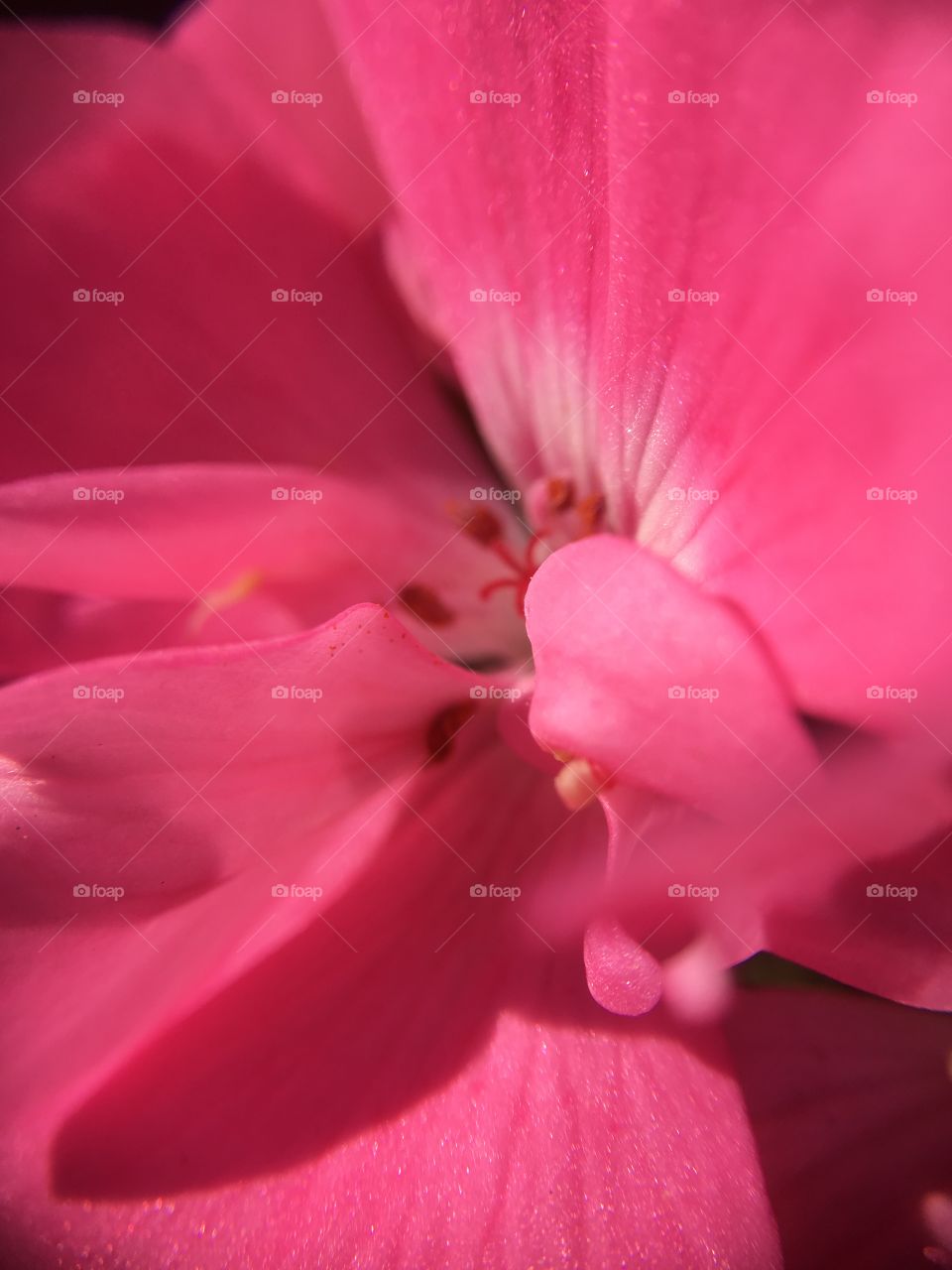 Geranium closeup