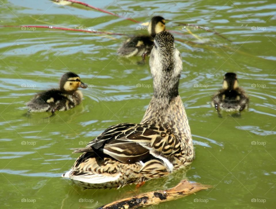 Mother duck with her ducklings