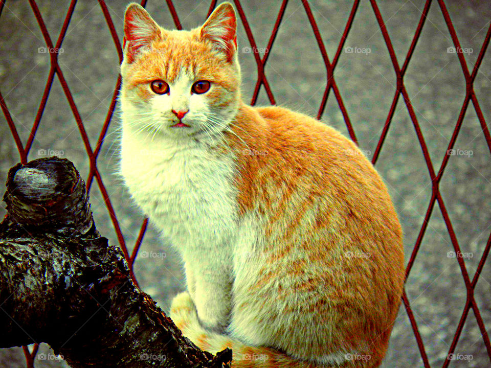 ginger cat
