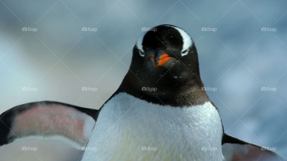 Pinguino antartico