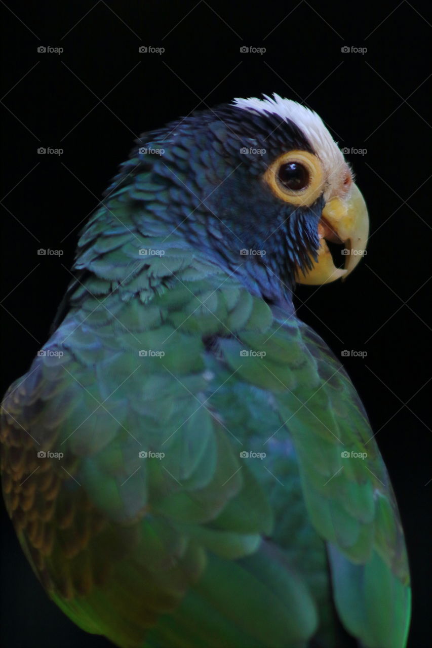 Portrait type of shot of a green parrot.