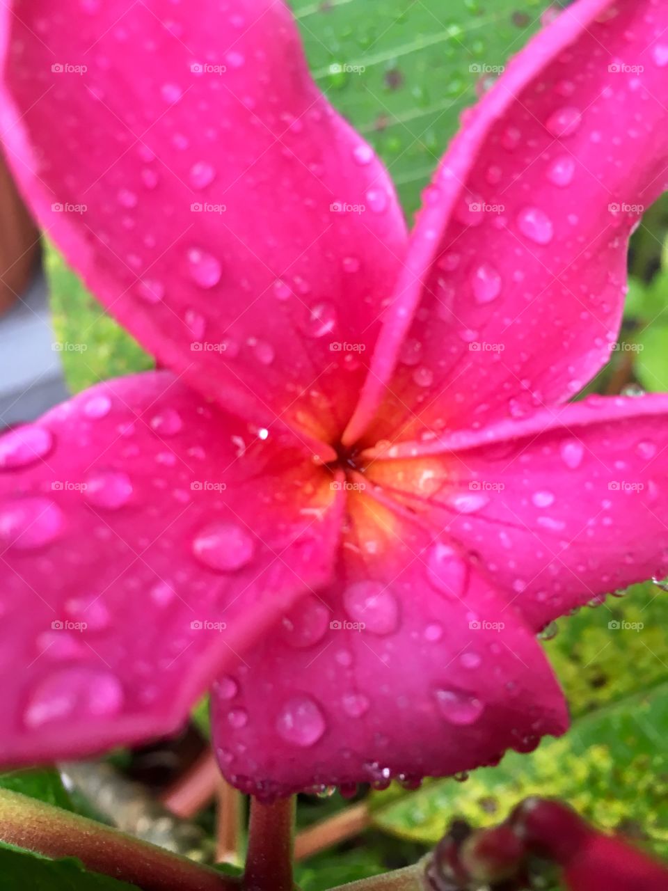 Key west plumeria...