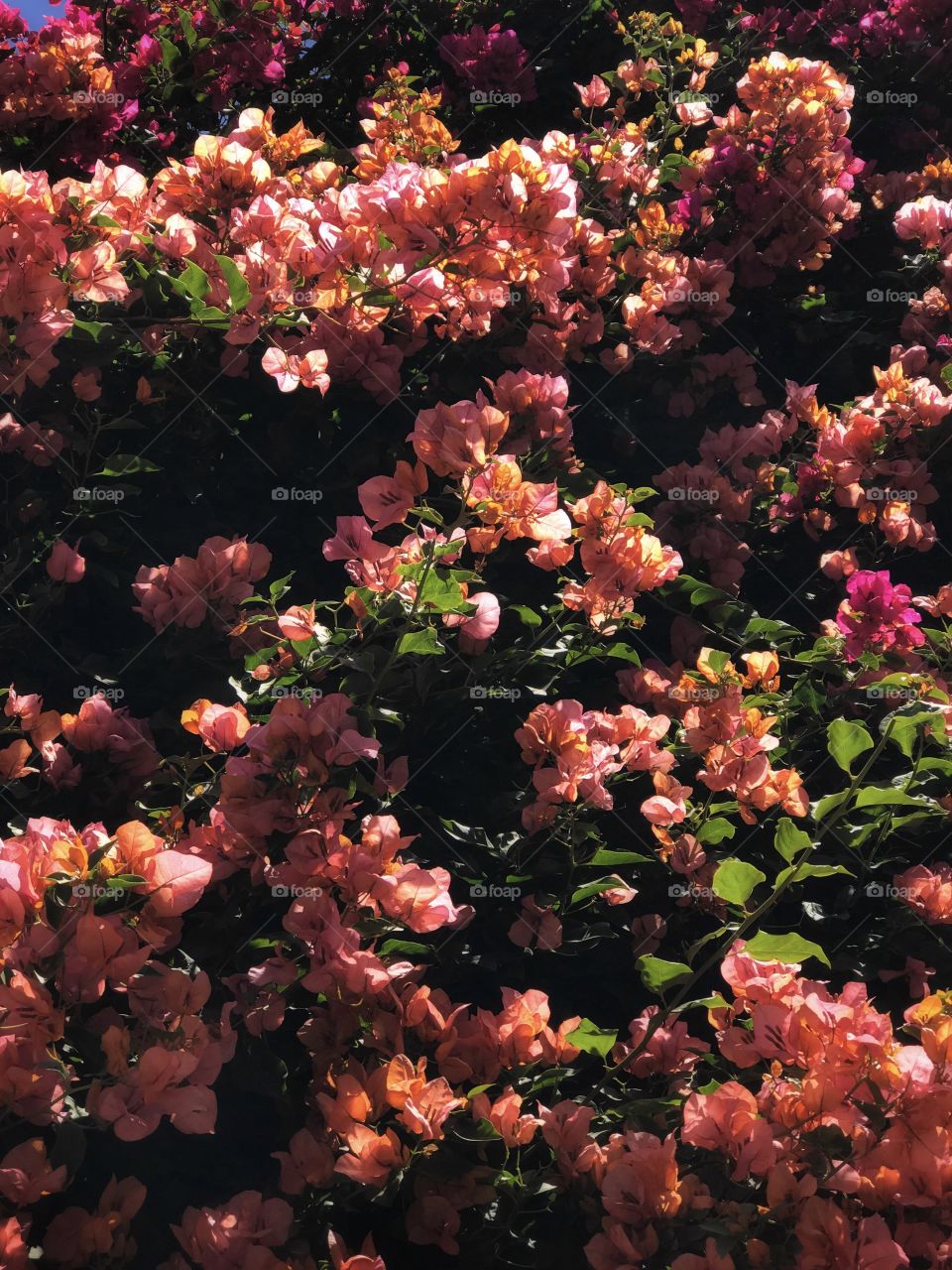 Bougainvillea