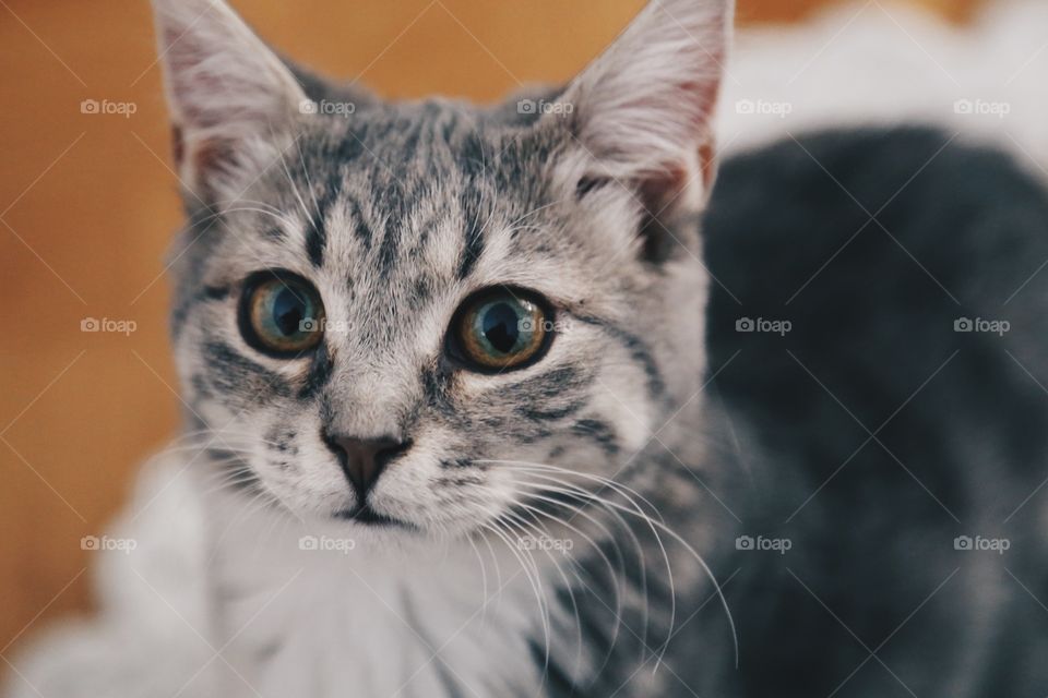 Cute kitten looking at camera