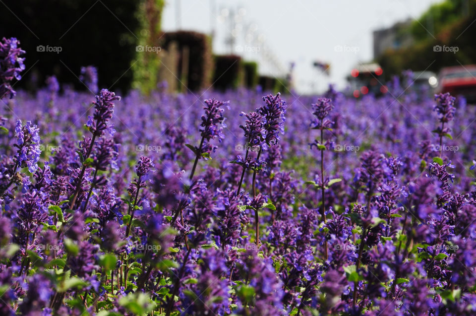 purple flowers