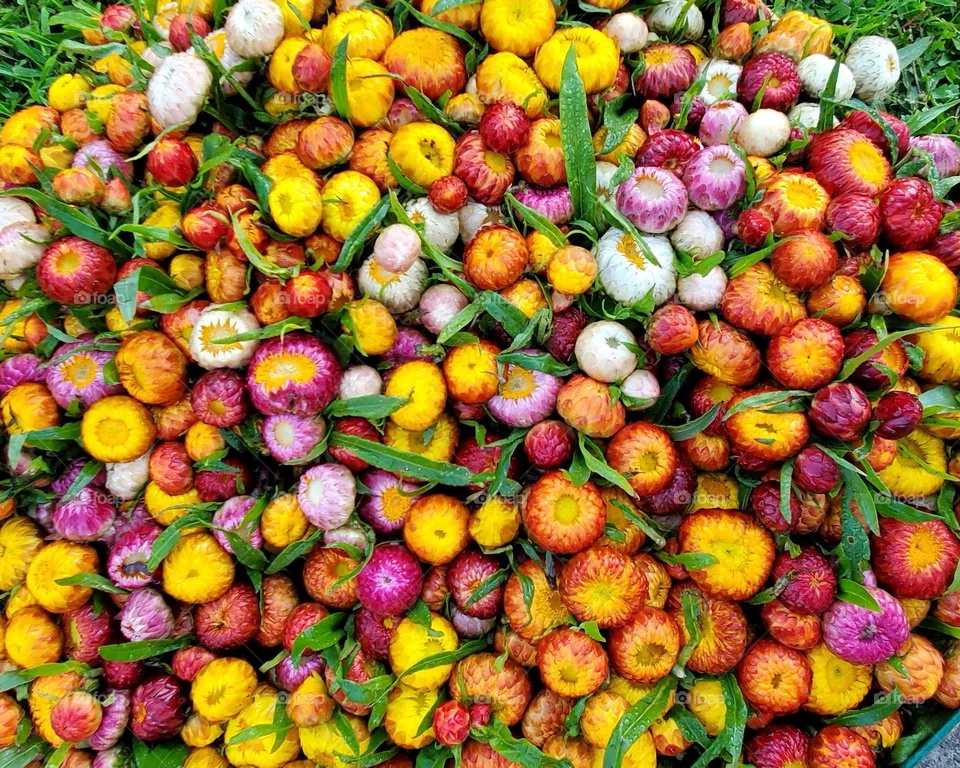 Strawflower colors!