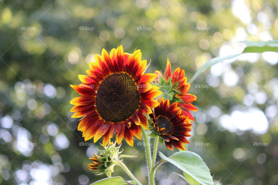 glorious sunflowers