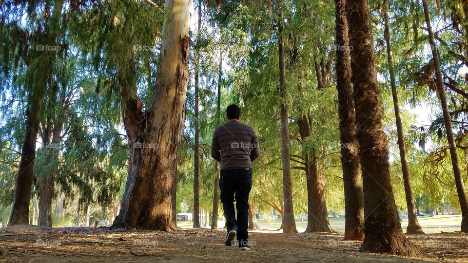 Walking though the trees