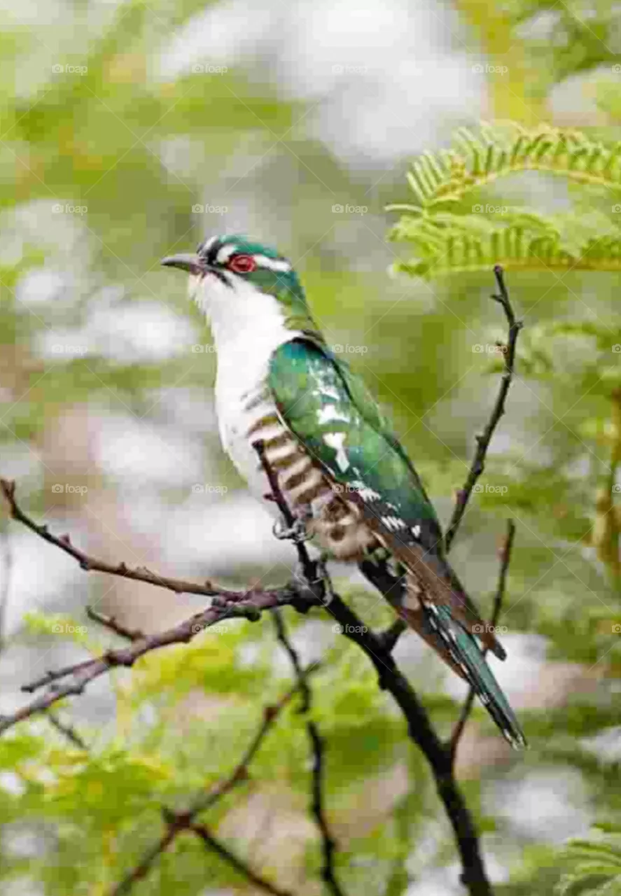 bird