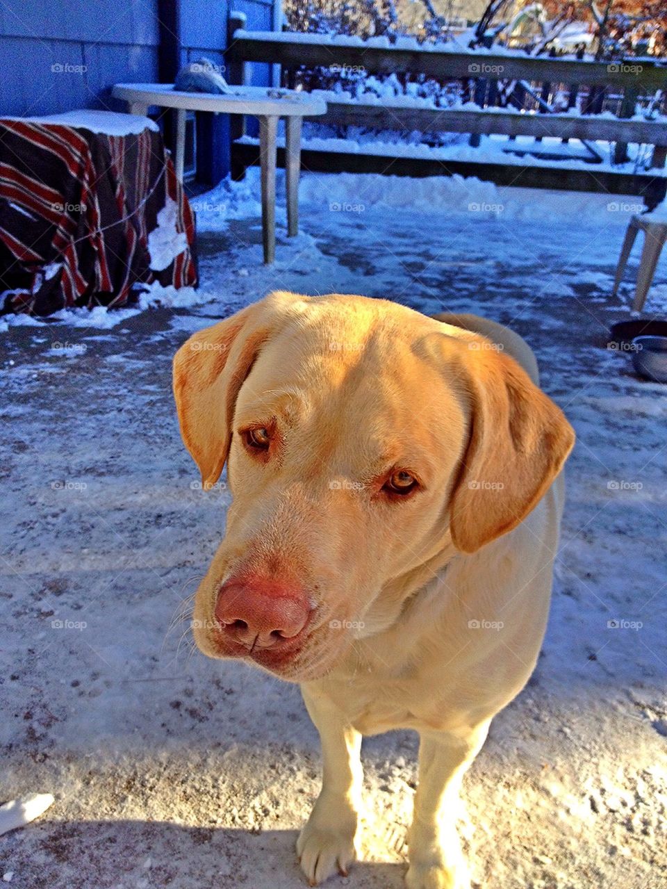 paw print yellow labrador paw prints yellow lab by jmh