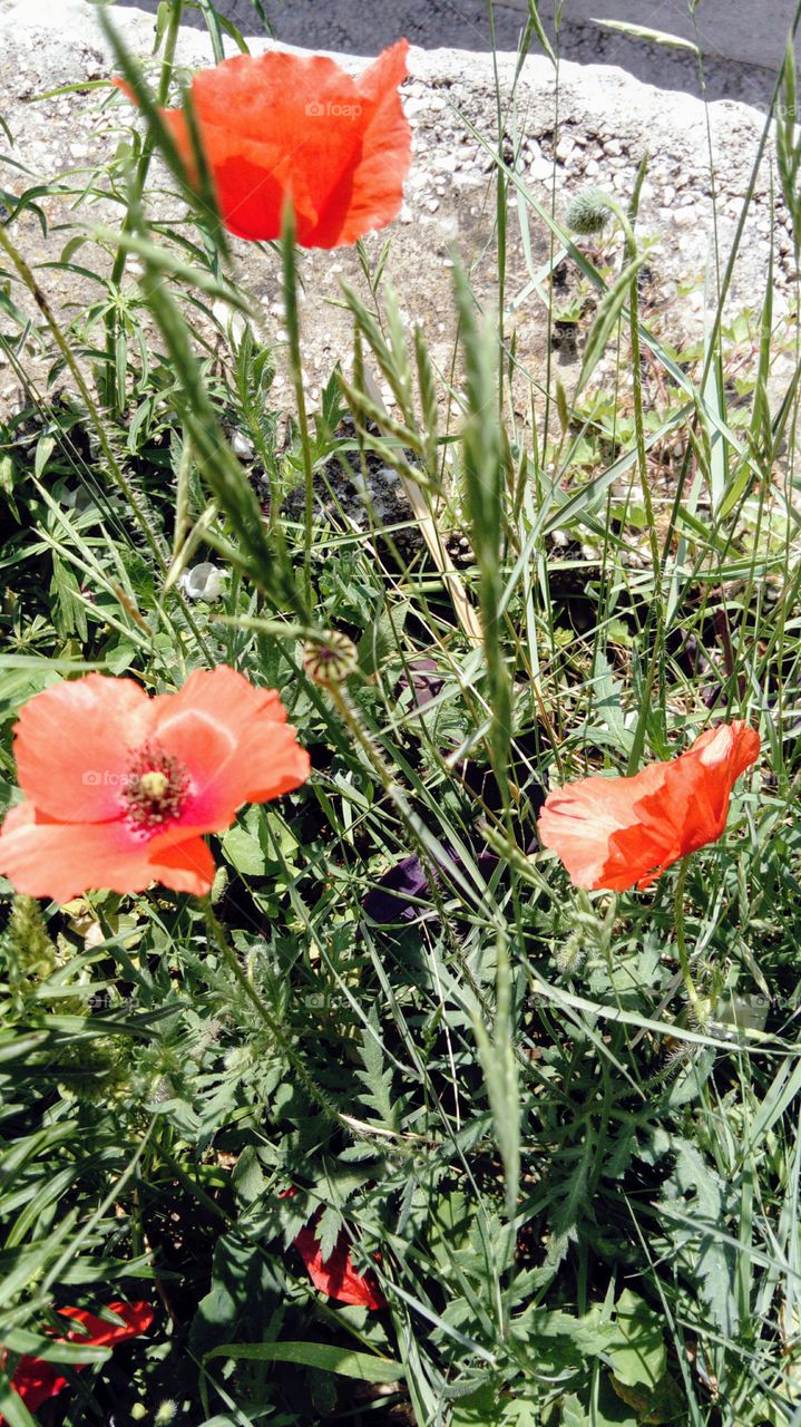 poppies