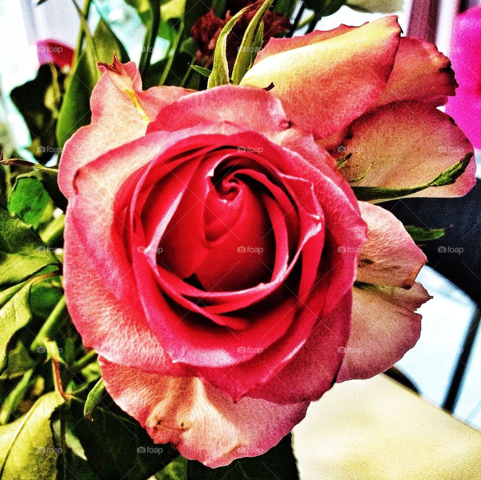pink love rose petals by hannahdagogo