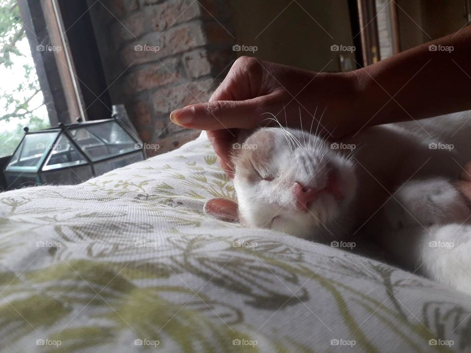 white cat sleeping while they caress him