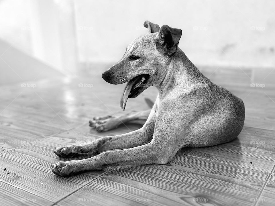 Pet photography - Monochromatic - sit pose 