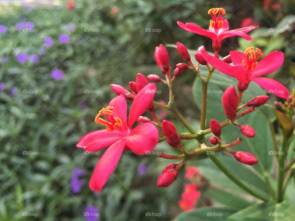 Red flowers in the garden