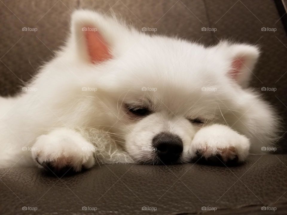 sleepy dog