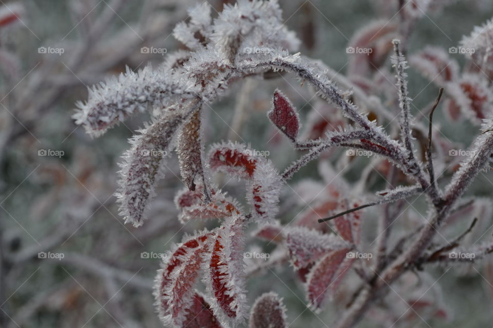 первый мороз