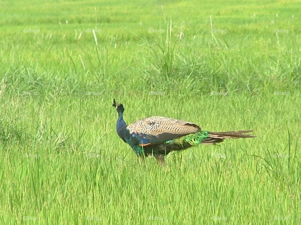 peacock