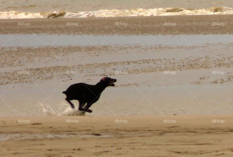 frolicking at the beach