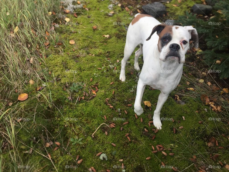 Lily Posing for a picture standing on the moss on a rock in the bush