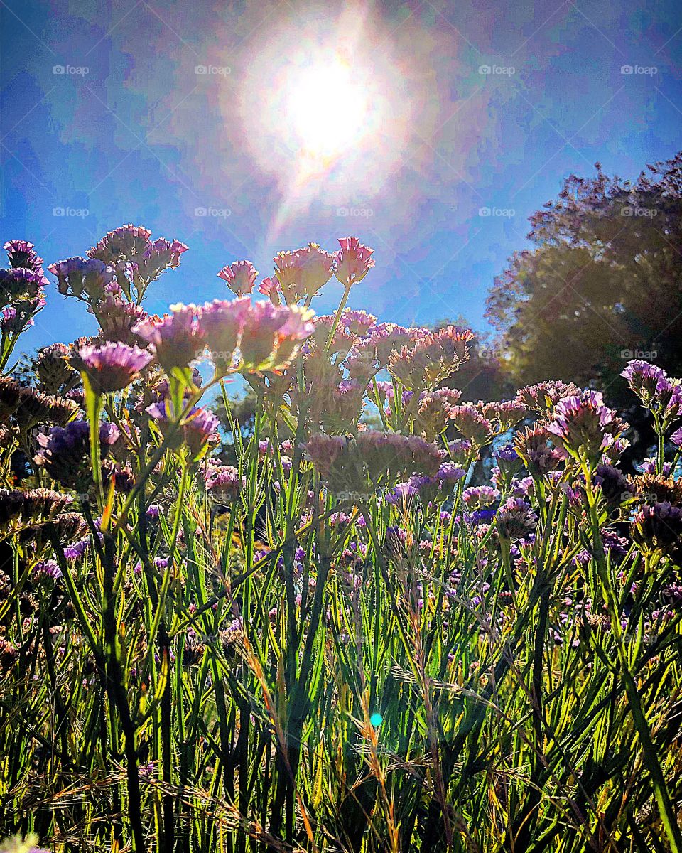 Wildflowers purple straw flower Sun rainbow sky landscape 