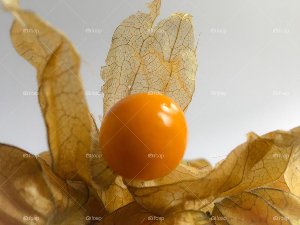 Close up a cape gooseberry, commonly referred to as physalis