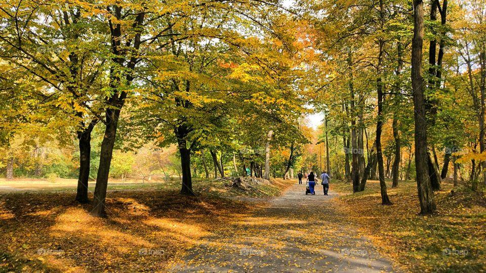 Fall, Leaf, Wood, Tree, Landscape