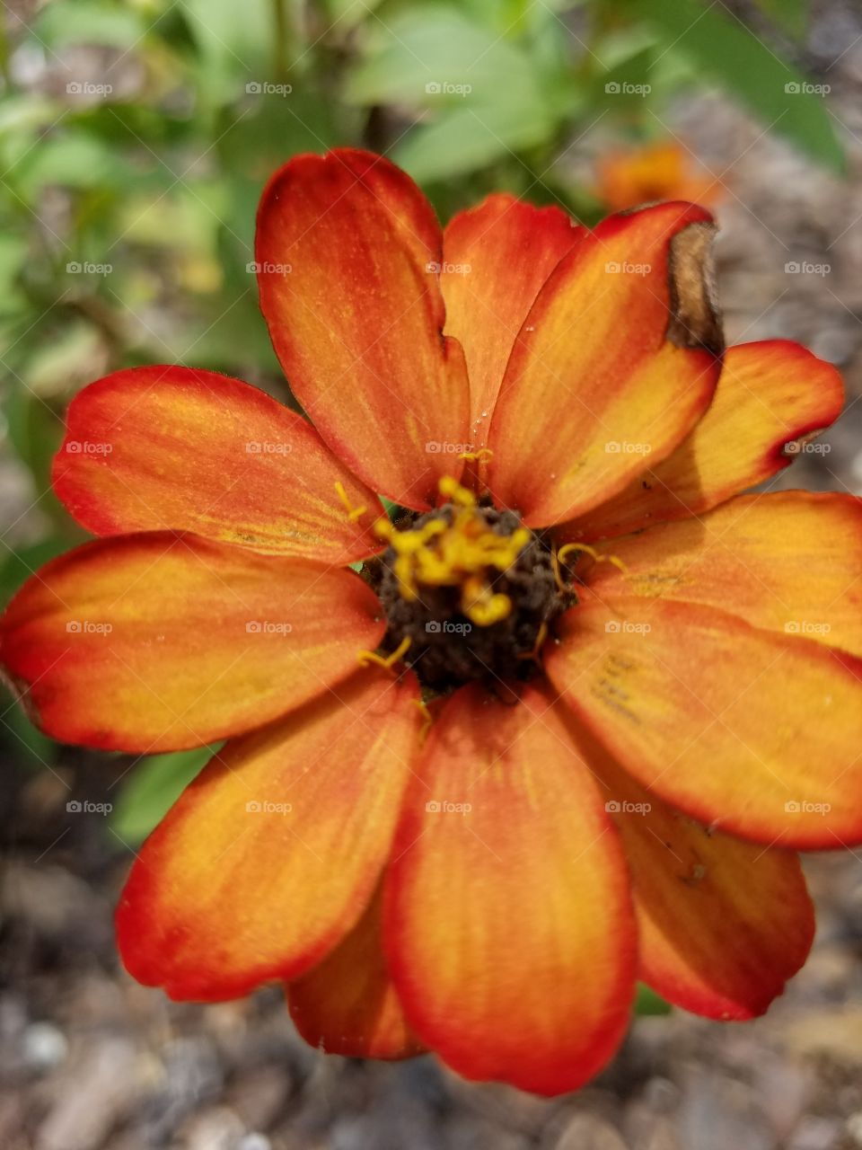 Lovely with a Defect