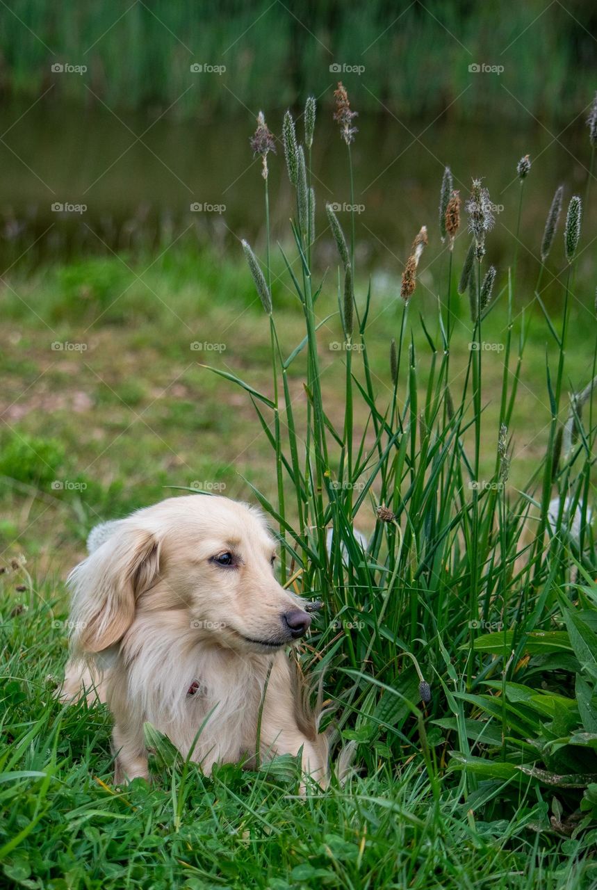 contented dachshunds