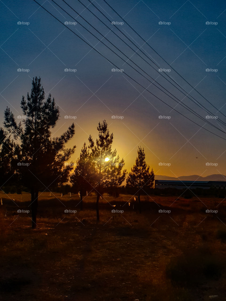 Sunlit finding its way through the trees.