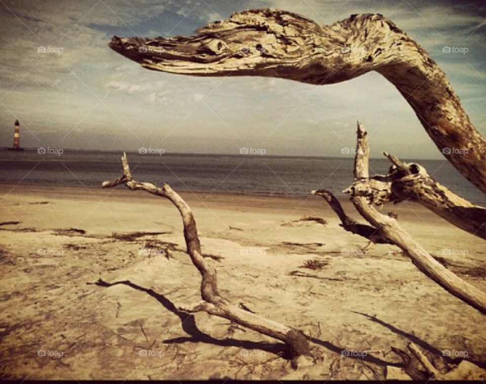 Eel Tree. I went to Folly Beach one day and found this drift wood tree that I thought looked like an eel!