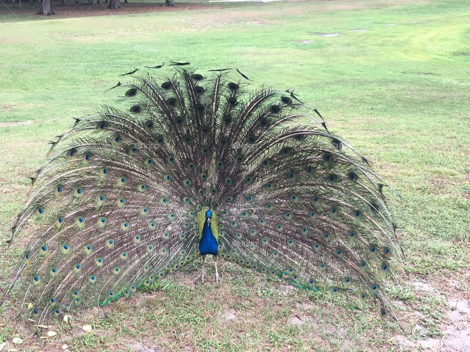 A beautiful peacock in a field of green grass 