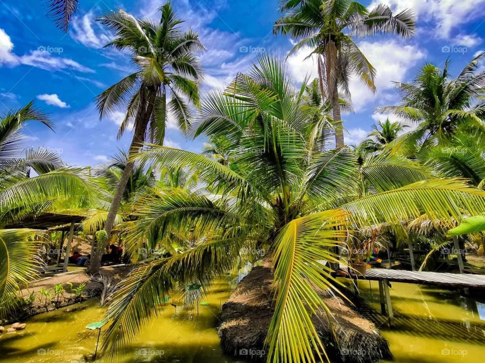 Palm trees galore! Photo taken at a coconut plantation on the edge of Bangkok, Thailand.