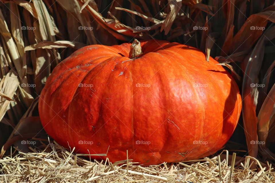 Beautiful oval/round plump orange pumpkin sitting in the hay on the farm in the pumpkin patch 