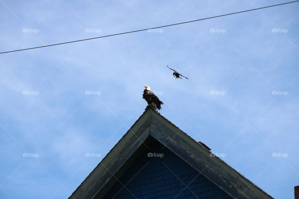 The craw trying to scare out a bold eagle perching on top of the house .. needless to say - it didn’t succeed 