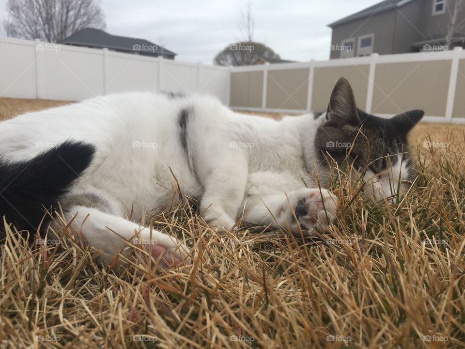 My cat Theo loves being outside. He especially loves rubbing up against and eating the grass! He’s such a pretty kitty! 