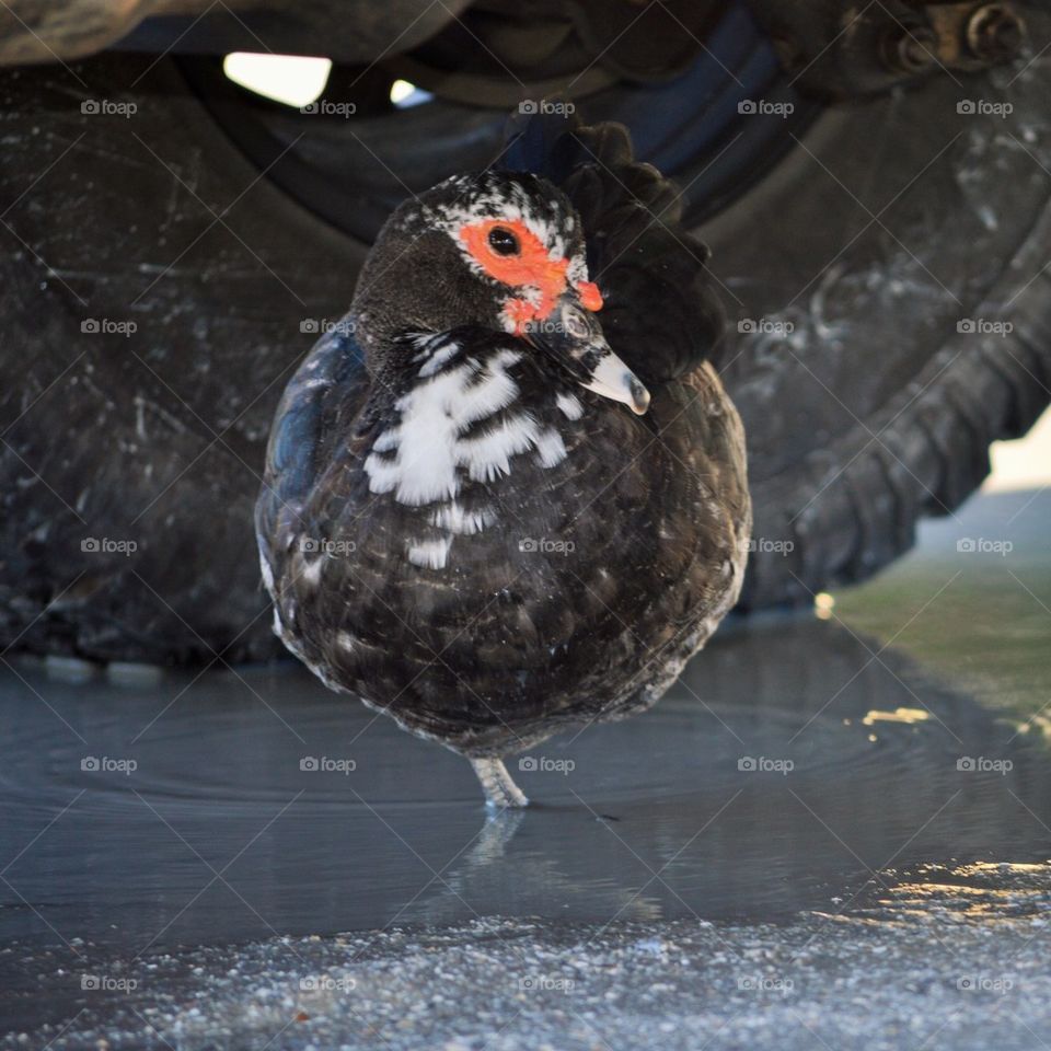 Friendly Duck