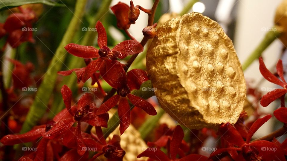 Red orchids and golden lotus fruit