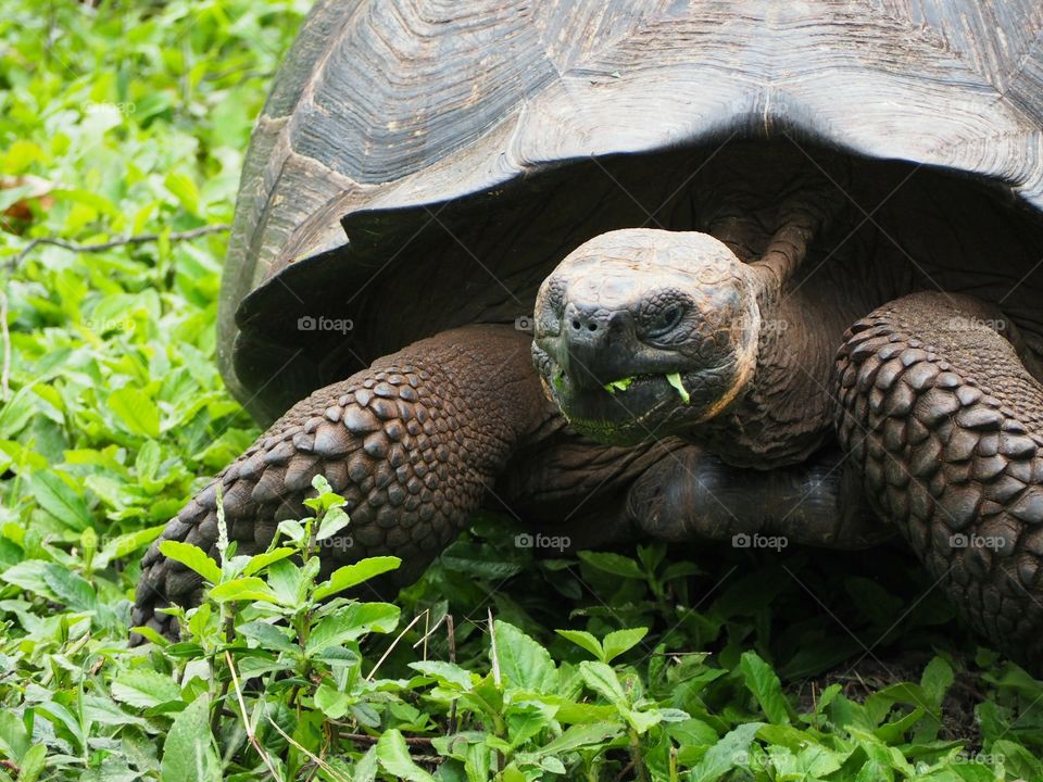 Giant Galapagos tortoise munching on green leaves
