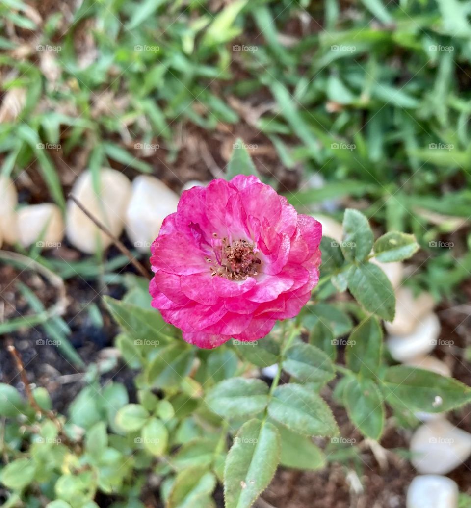 🌹 🇺🇸 Very beautiful flowers to brighten our day.  Live nature and its beauty. Did you like the delicate petals? / 🇧🇷 Flores muito bonitas para alegrar nosso dia. Viva a natureza e sua beleza. Gostaram das pétalas delicadas? 