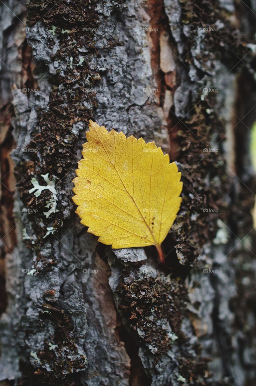 autumn is coming soon