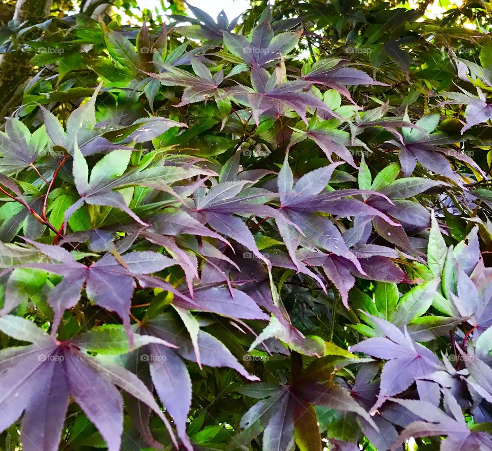 Purple leaves