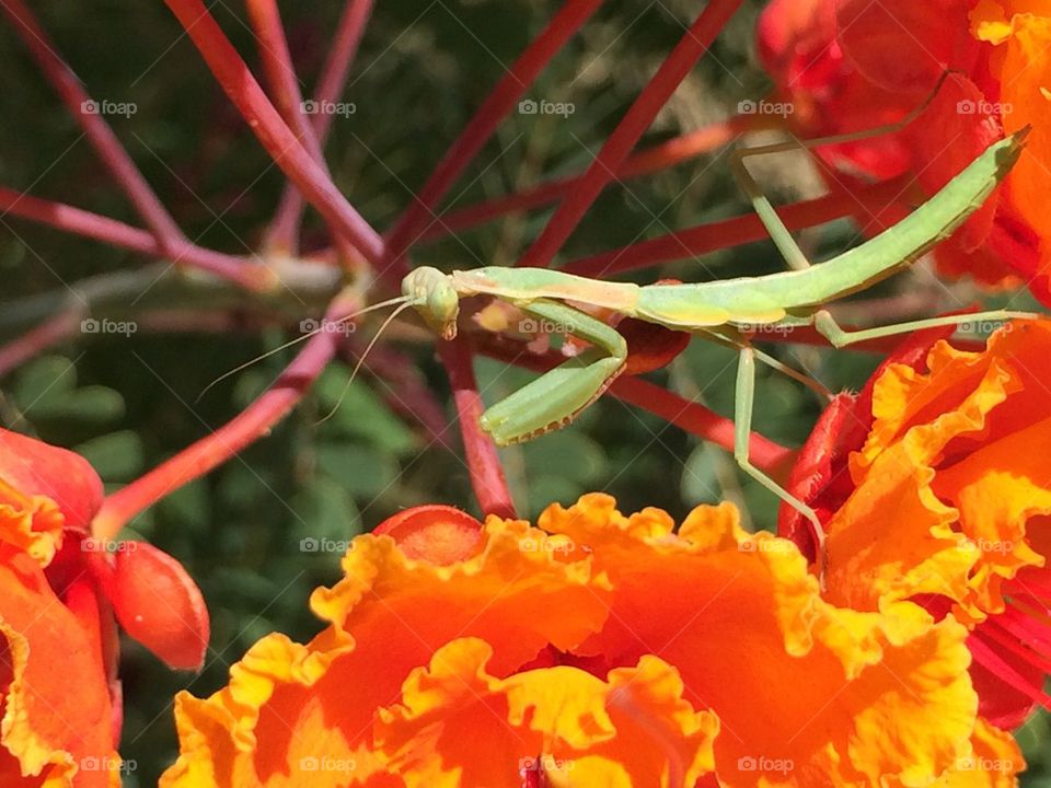 Praying Mantis