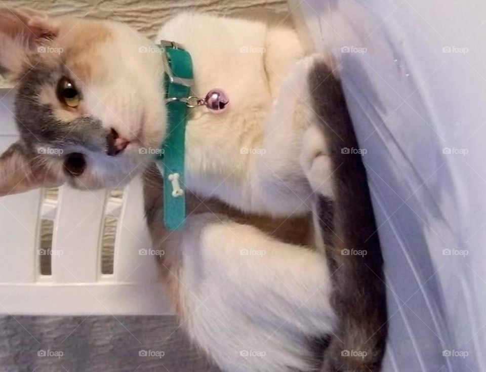 cat 🐈😻🐈‍⬛