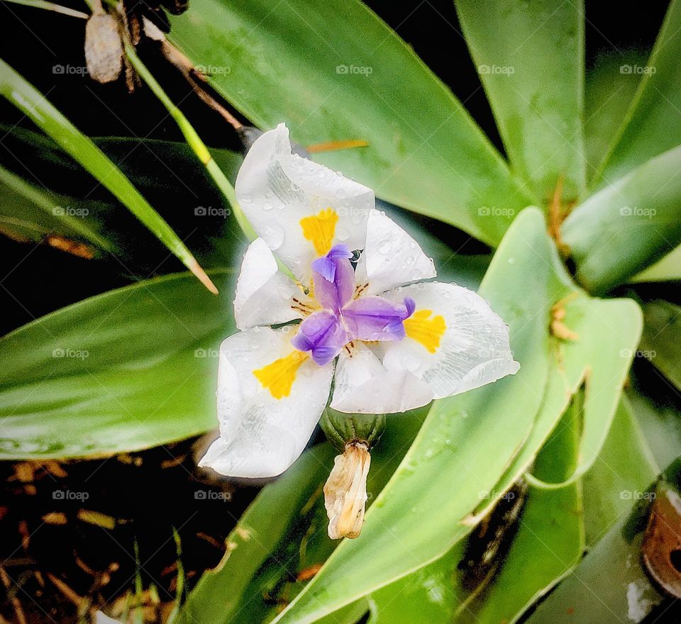 A bright white flower