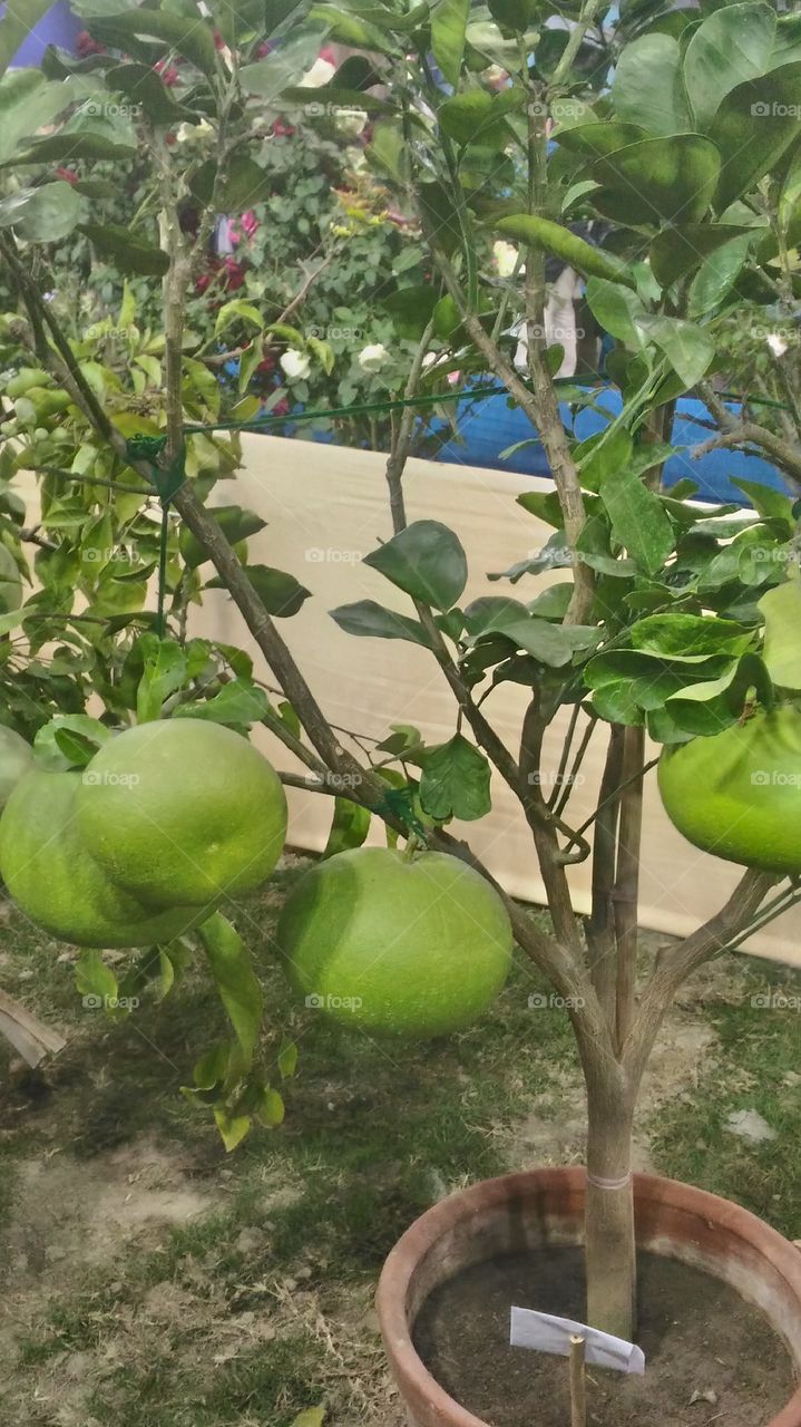 lemons in tree