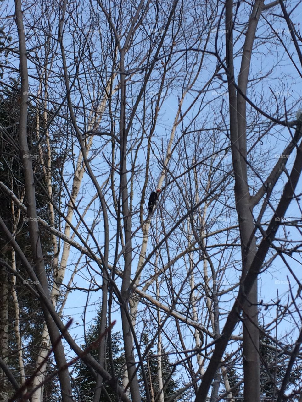 Pileated Woodpecker on a tree 